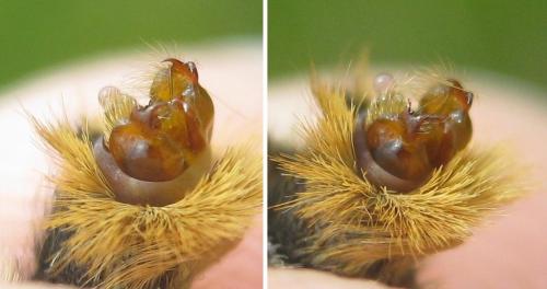 Réf. 211 604 : Melitaea varia