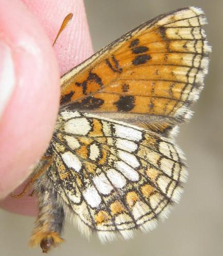 Réf. 211 605 : Melitaea varia