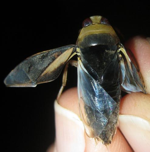 Réf. 211 344 : Notonecta meridionalis
