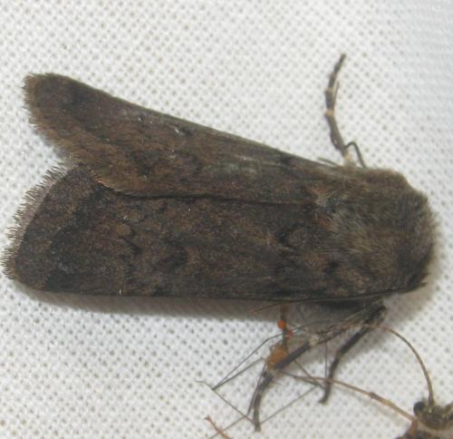 Réf. 211 347 : Agrotis cinerea