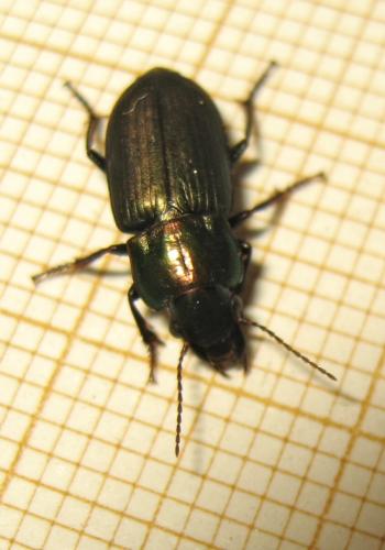 Réf. 211 568 : Harpalus distinguendus