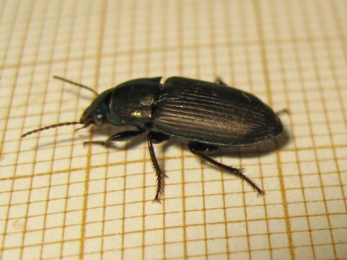 Harpalus distinguendus