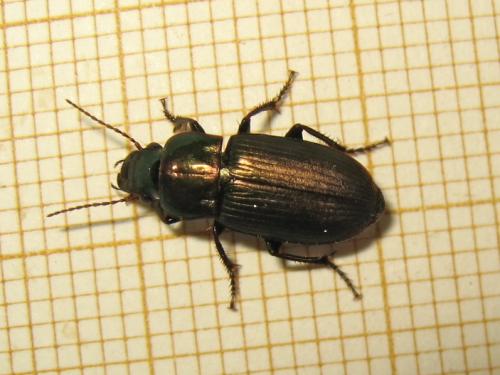 Réf. 211 570 : Harpalus distinguendus