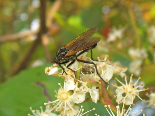 Empis tessellata