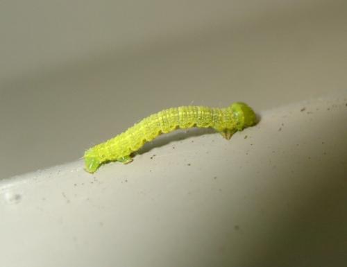Agriopis leucophaearia