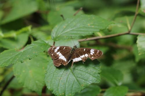 Réf. 211 035 : Limenitis camilla