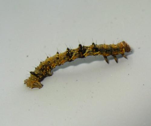 Phigalia pilosaria