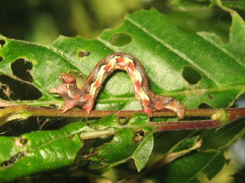 Erannis defoliaria