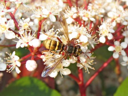 Conops vesicularis