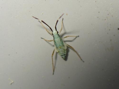 Réf. 211 720 : Cyllecoris histrionius