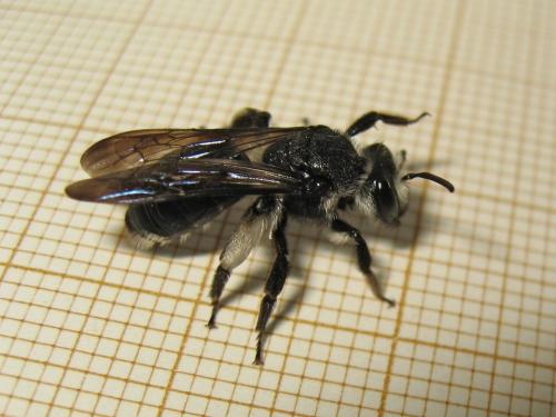 Andrena agilissima