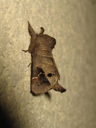 Réf. 211 927 : Clostera anachoreta