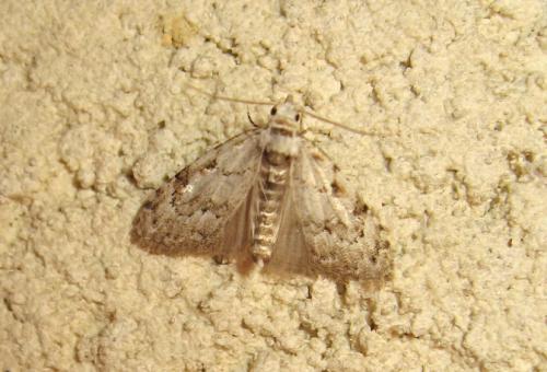 Nola confusalis