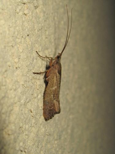 Glyphotaelius pellucidus