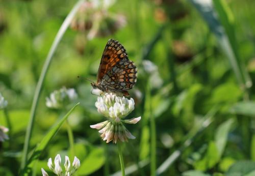 Réf. 211 260 : Melitaea athalia celadussa