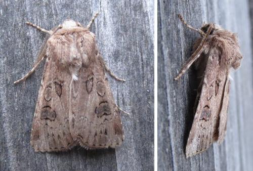 Réf. 211 005 : Agrotis bigramma