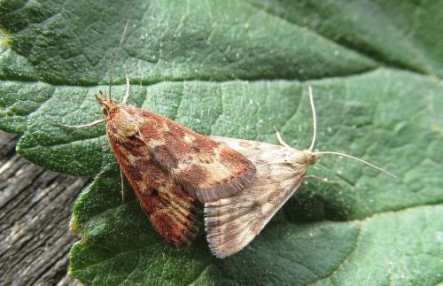 Réf. 211 072 : Pyrausta despicata