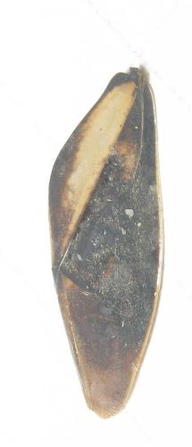 Notonecta meridionalis