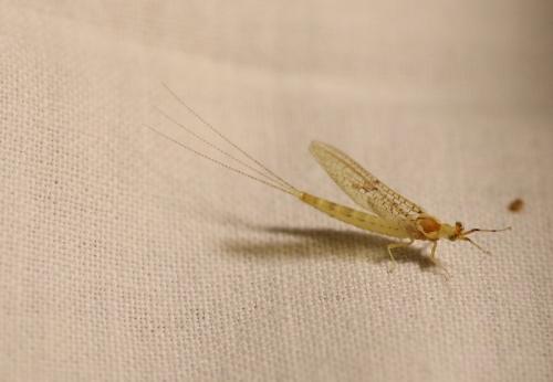 Ephemera glaucops