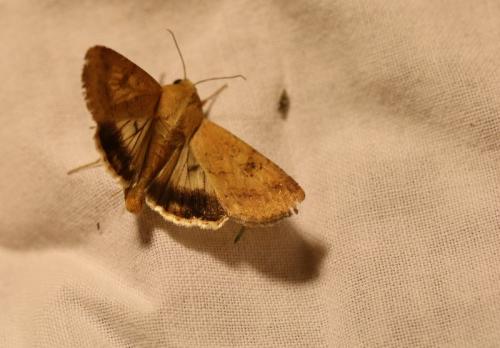 Helicoverpa armigera
