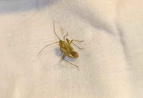 Adelphocoris lineolatus