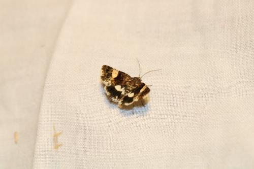 Réf. 211 587 : Tyta luctuosa