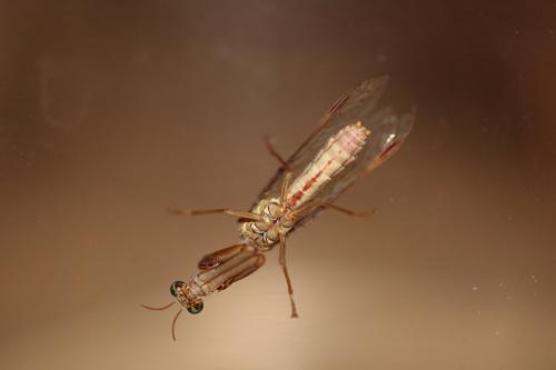 Réf. 211 404 : Mantispa styriaca