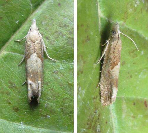 Réf. 211 428 : Eucosma conterminana