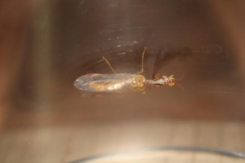 Réf. 211 417 : Mantispa styriaca