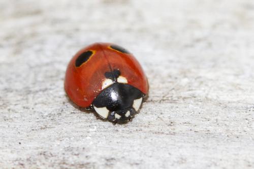 Coccinella quinquepunctata