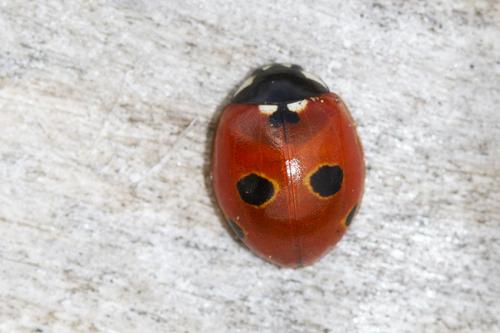 Réf. 211 893 : Coccinella quinquepunctata