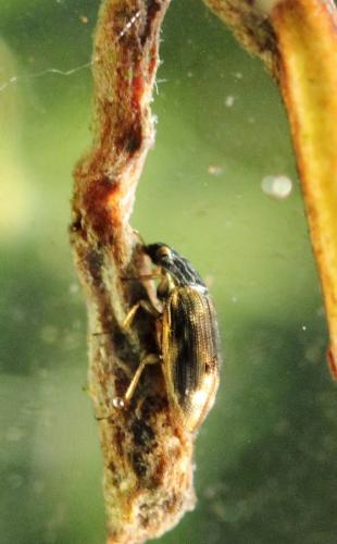 Helophorus sp.