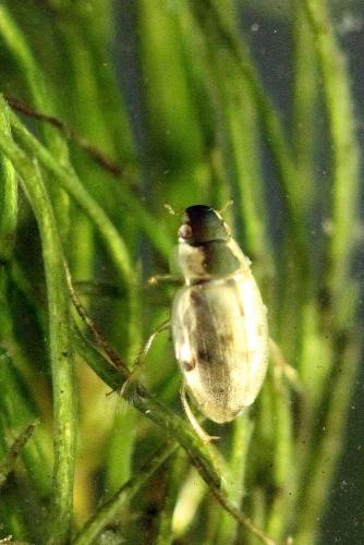 Réf. 211 533 : Laccobius sp.