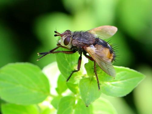 Réf. 211 110 : Tachina magnicornis