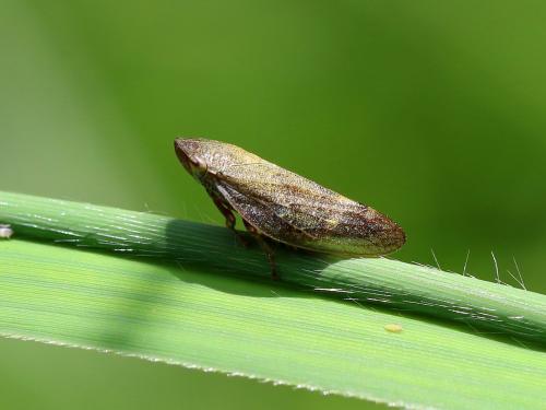 Réf. 211 705 : Aphrophora sp.