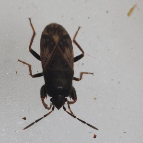 Réf. 211 198 : Megalonotus sp.