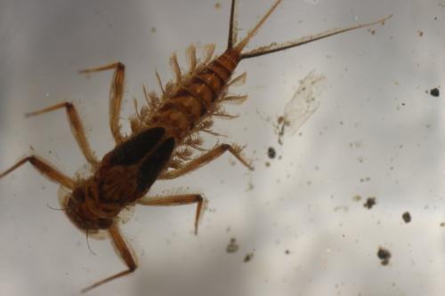 Ecdyonurus sp.
