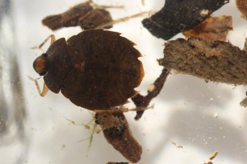 Aphelocheirus aestivalis