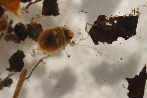 Aphelocheirus aestivalis
