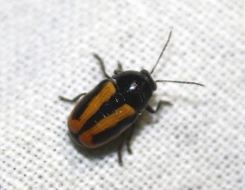 Cryptocephalus vittatus