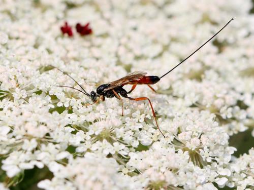 Lissonota sp.