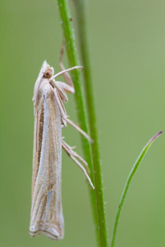 Réf. 211 094 : Ancylolomia tentaculella