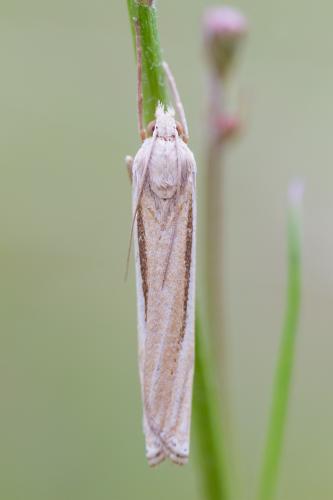 Réf. 211 095 : Ancylolomia tentaculella
