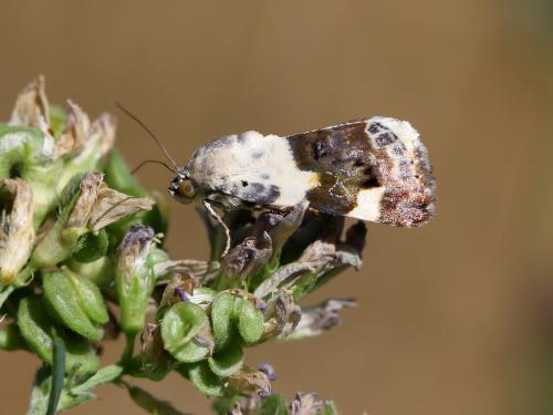Réf. 211 261 : Acontia lucida