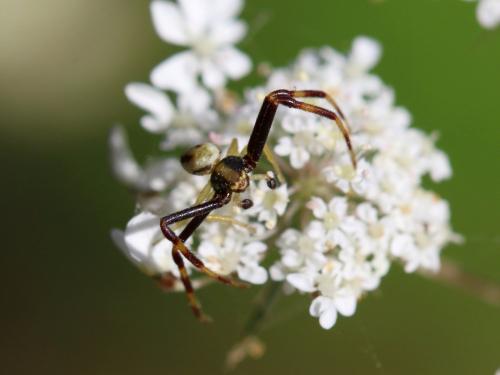Misumena vatia