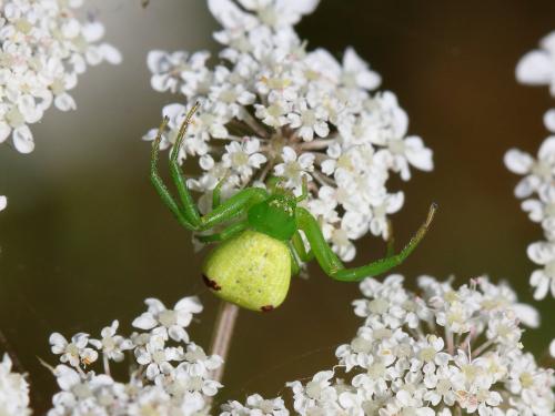 Réf. 211 352 : Ebrechtella tricuspidata