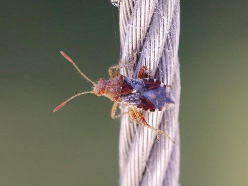 Rhopalus subrufus