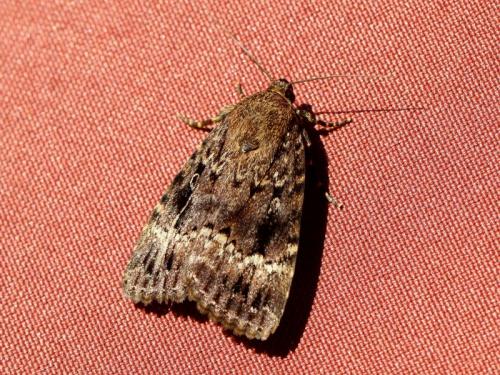 Amphipyra pyramidea