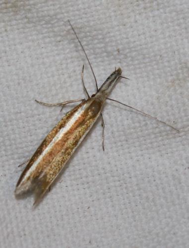 Réf. 211 200 : Pleurota aristella