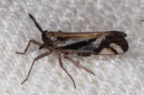 Delphax sp.